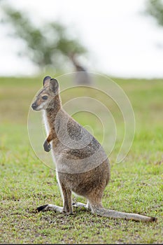 Wild Kangaroos and Wallabies, Redland bay, Queensland, Australia