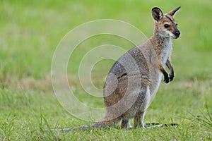 Wild Kangaroos and Wallabies, Redland bay, Queensland, Australia