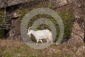 Wild Kashmir Goat