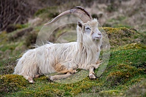 Wild Kashmiri Goat