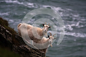 Wild Kasmir Goats