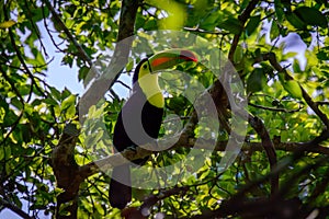 Wild Keel Billed Toucan, Ramphastos sulfuratus, Sitting in Tree Campeche, Mexico