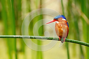 Wild Kingfisher in Africa