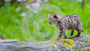 Wild kitty