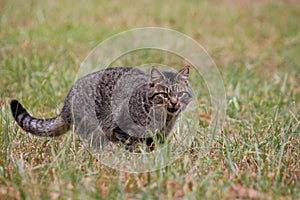 Wild kitty eating grass