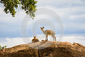 Klipspringer Antelope