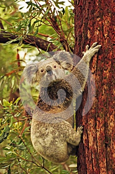 Wild koala climbing Eucalyptus tree