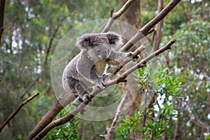 A wild Koala climbing a tree