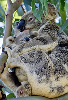 A wild koala cuddling her joey on Redlands Coast in South East Queensland, Australia