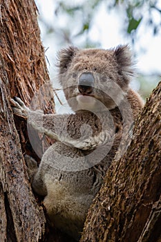 Wild koala at Great Otway National Park in Australia