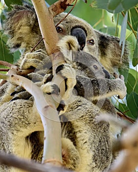 Close up of wild koala cuddling her joey on Redlands Coast in South East Queensland, Australia