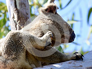 A wild koala in a gum tree in South East Queensland, Australi