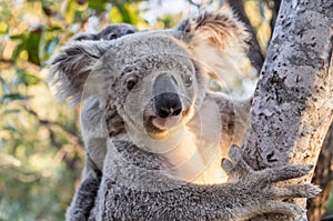 Wild Koala, Magnetic Island, Australia