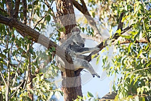 Wild koala (Phascolarctos cinereus) in Australia