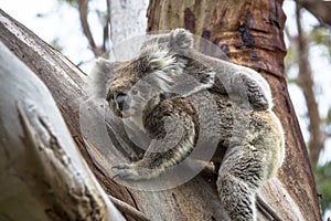 Wild koala seen along the way to Cape Otway Lightstation Melbourne Australia Great Ocean Road photo