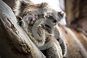 Wild koala seen along the way to Cape Otway Lightstation Melbourne Australia Great Ocean Road photo