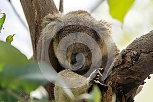 Wild koala sleeping on the tree