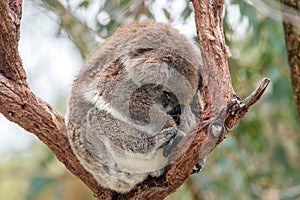 Wild koala sleeping on a tree