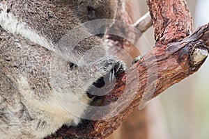 Wild koala sleeping on a tree