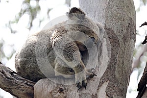 Wild Koala sleeping