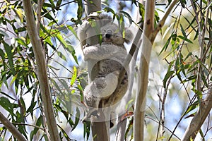 Wild Koala sleeping