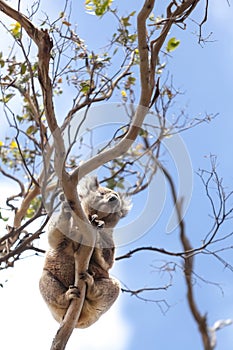 Wild koala in a tree