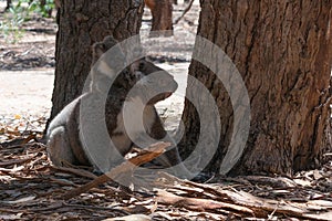 Wild Koalas on the ground with the mother carrying her baby koala on her back on Kangaroo island Australia