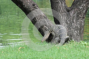 Wild komodo dragon monitor lizard in Thailand