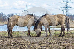 Wild Konik horses in Dutch wildlife reserve