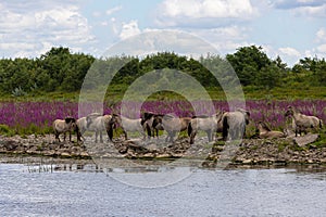 Wild Konik horses and Galloway cattle cooling down alongside the border river Meuse between the Netherlands and Belgium