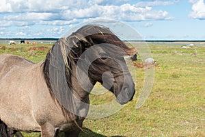 Wild konik polski or Polish primitive horse at Engure Lake Nature Park, Latvia. Green grass field, blue sky background