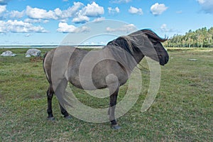Wild konik polski or Polish primitive horse at Engure Lake Nature Park, Latvia. Green grass field, blue sky background