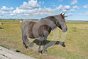 Wild konik polski or Polish primitive horse at Engure Lake Nature Park, Latvia. Green grass field, blue sky background