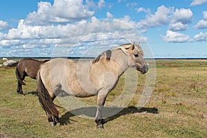 Wild konik polski or Polish primitive horse at Engure Lake Nature Park, Latvia. Green grass field, blue sky background