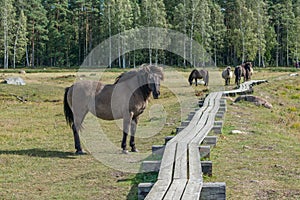 Wild konik polski or Polish primitive horse with other horses in background at Engure Lake Nature Park, Latvia. Forest and