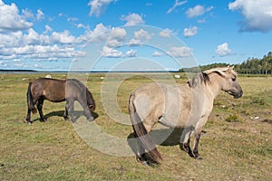 Wild konik polski or Polish primitive horse with other horses in background at Engure Lake Nature Park, Latvia. Forest and