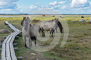 Wild konik polski or Polish primitive horses at Engure Lake Nature Park, Latvia. Lake, blue sky and footbridge background