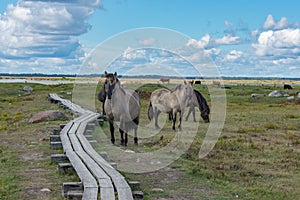 Wild konik polski or Polish primitive horses at Engure Lake Nature Park, Latvia. Lake, blue sky and footbridge background