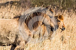 Wild Konik ponies on the banks of Burwell Lode