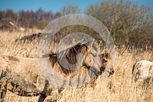 Wild Konik ponies on the banks of Burwell Lode