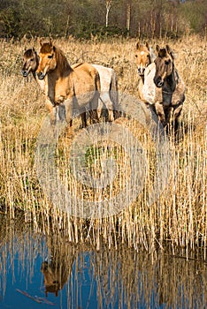 Wild Konik ponies on the banks of Burwell Lode