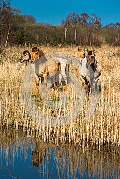 Wild Konik ponies on the banks of Burwell Lode