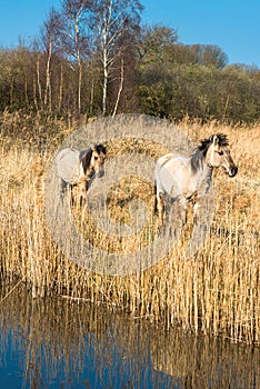 Wild Konik ponies on the banks of Burwell Lode