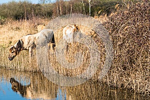 Wild Konik ponies on the banks of Burwell Lode