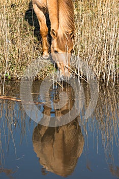 Wild Konik ponies on the banks of Burwell Lode waterway