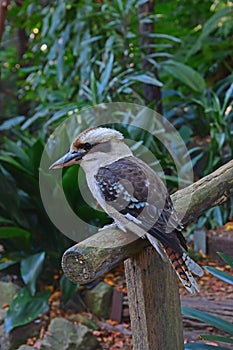 Wild Kookaburra resting at staircase holder in Wendy Secret Garden