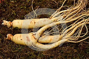 Wild Korean ginseng root