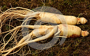 Wild Korean ginseng root.