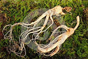 Wild Korean ginseng root. photo