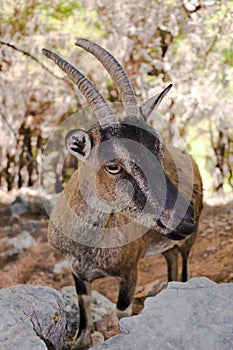 Wild kri-kri goat in Samaria Gorge, Crete, Greece.